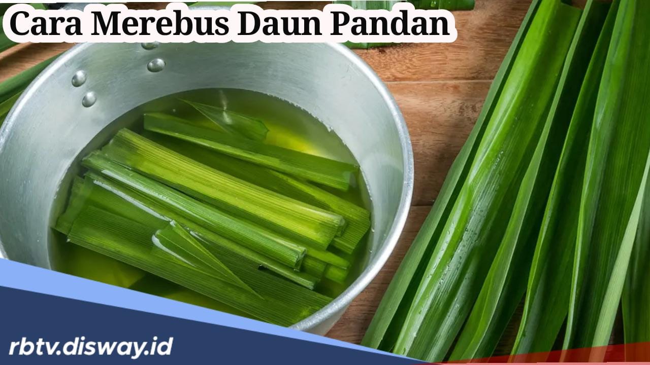 Resep Minuman Penurun Deman, Begini Cara Merebus Daun Pandan agar Khasiatnya Terasa