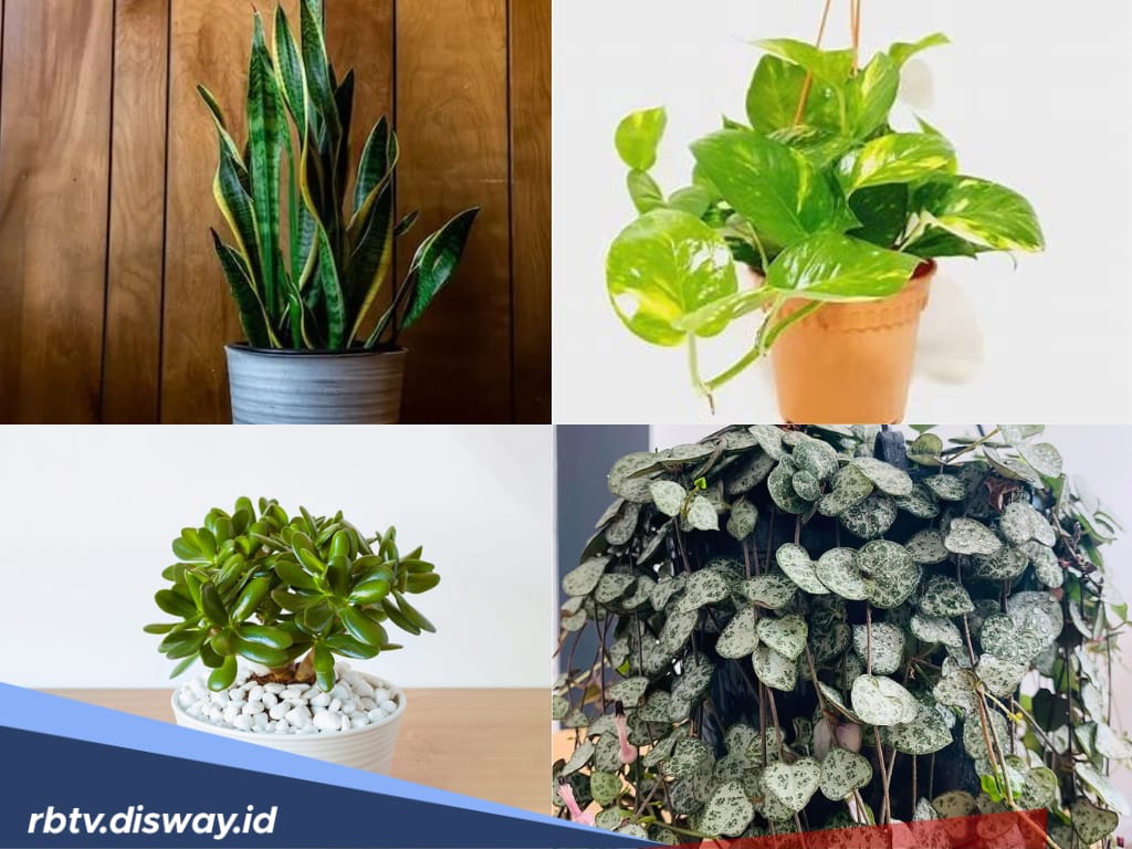 Selain Cantik, 7 Jenis Tanaman Hias ini Katanya Menarik Hoki Bagi Pemiliknya