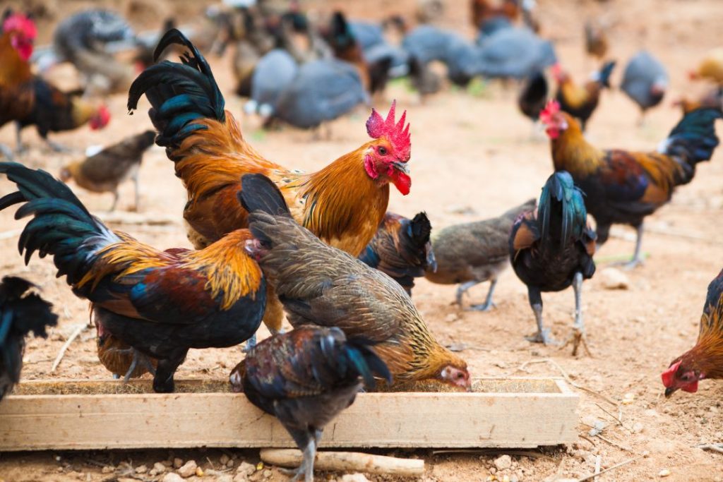 Bisa Dicoba, Ini 6 Pakan Alternatif Ayam Kampung, Cepat Besar dan Sehat