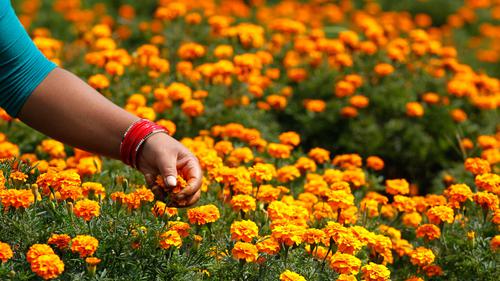 Bukan Sekadar Cantik, tapi 4 Tanaman Hias Bunga Ini Mudah Dirawat dan Cepat Mekar