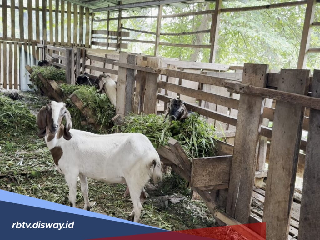Sebulan Jelang Idul Adha, Penjualan Kambing Kurban Menurun Drastis Capai 50 Persen 