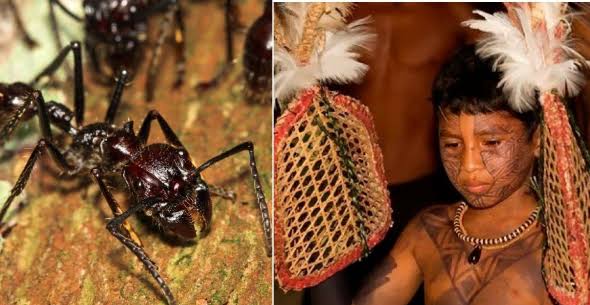 Mengenal Ritual Aneh Sarung Tangan Semut Peluru, Rasa Sakit Terburuk Untuk Membuktikan Kedewasaan Laki-laki