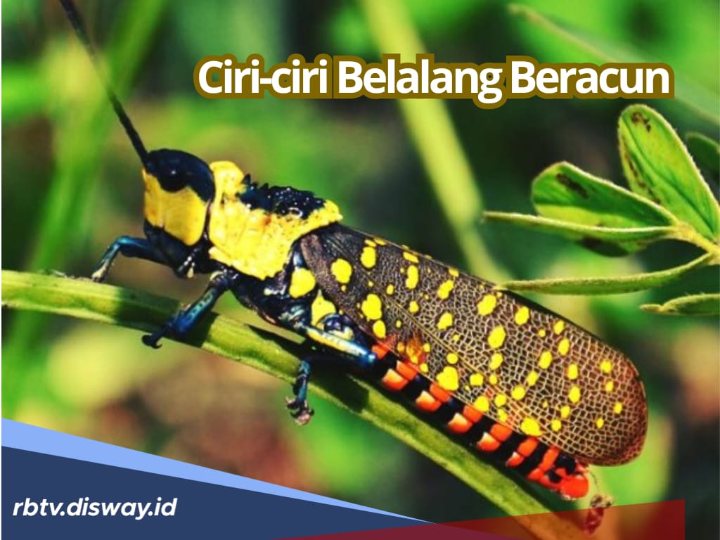 Kenali Ciri-ciri Belalang Setan Beracun, Jangan Asal Makan