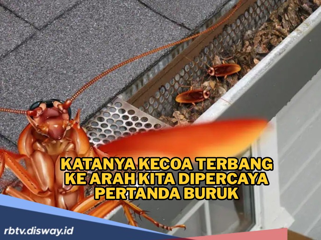 Katanya Jika Kecoak Terbang ke Arah Kita Pertanda Buruk Akan Datang, Mitos atau Fakta?