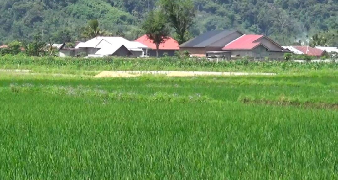 Produksi Beras Menurun, 800 Hektar Lahan Sawah di Kepahiang Alih Fungsi Menjadi Pemukiman