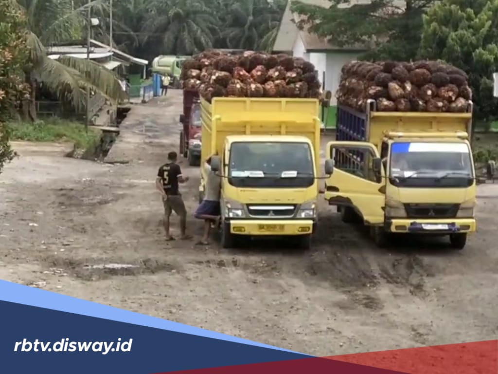 TBS Kelapa Sawit Mendekati Het, Wagub Klaim Harga di Pabrik Naik Rp 300 - Rp 400 per Kg 