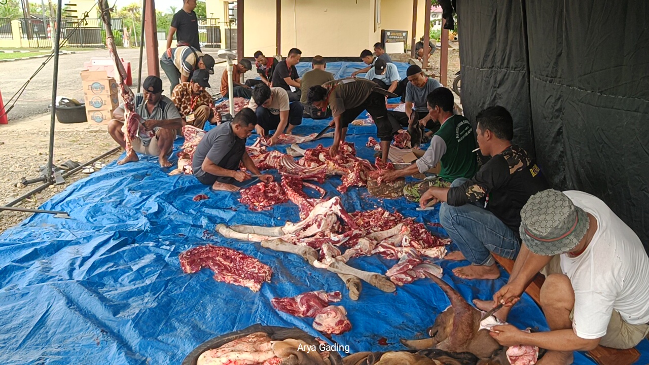 Polres Seluma Kurban 4 Ekor Sapi, Dibagikan ke 492 Warga 