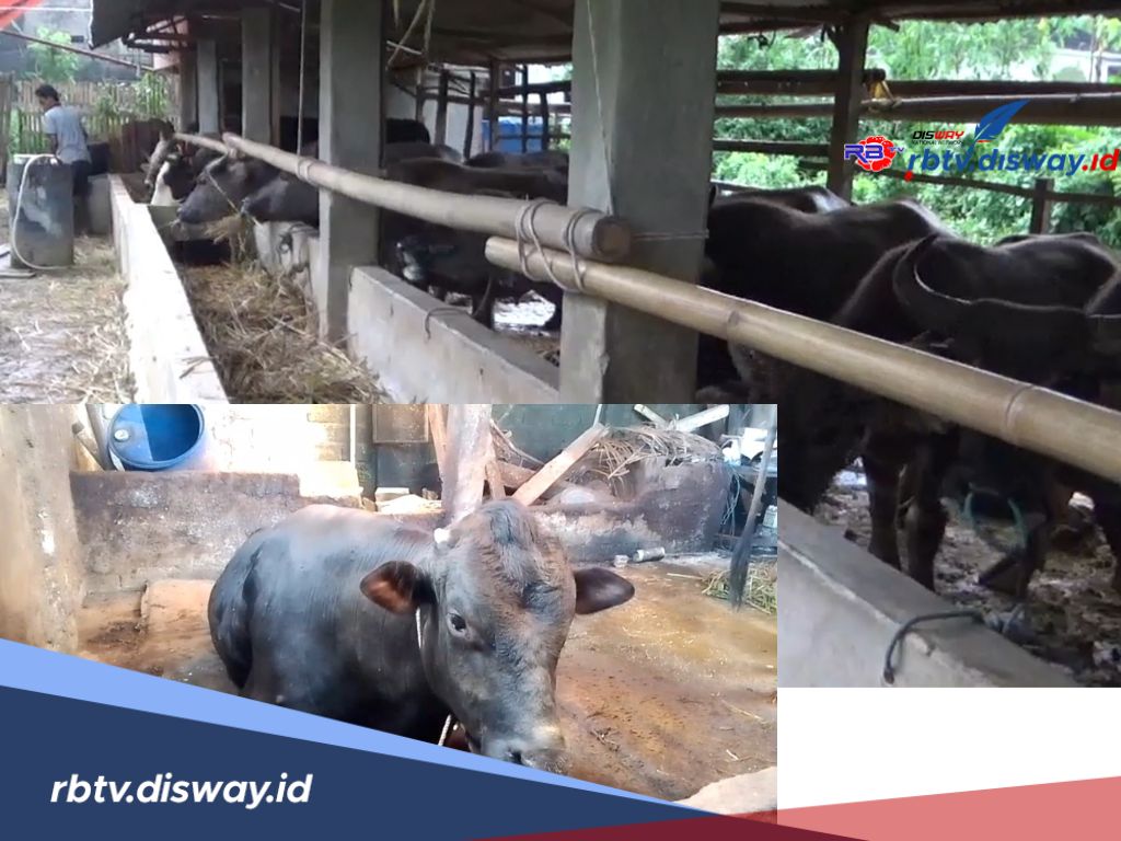 Idul Adha 2025, Prabowo Salurkan 1 Sapi Kurban untuk Warga Rejang Lebong, Bobot 810 Kg