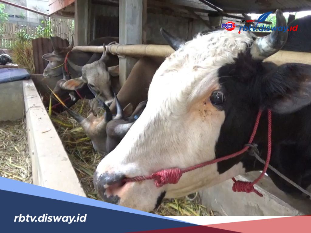 Idul Adha 1446 Hijriah, Pemkab Rejang Lebong Kurban 24 Ekor Sapi dan akan Disebar ke Sini