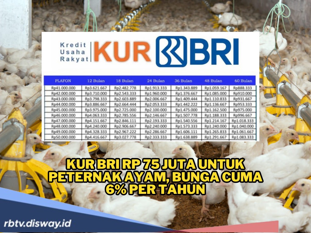 Update Skema Angsuran KUR BRI Mei 2025 Rp75 Juta, Bunga 6 Persen Setahun untuk UMKM Peternakan Ayam