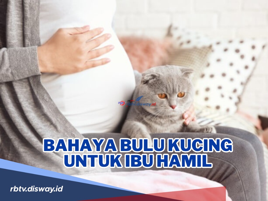 Hati-hati dan Jangan Dianggap Sepeleh! Ini Bahaya Bulu Kucing untuk Ibu Hamil, Bisa Bawa Parasit