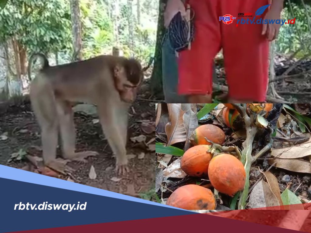 Harga Pinang di Kaur Meroket, Pemilik Monyet Kecipratan Rezeki, Raup Cuan Ratusan hingga Jutaan Rupiah 