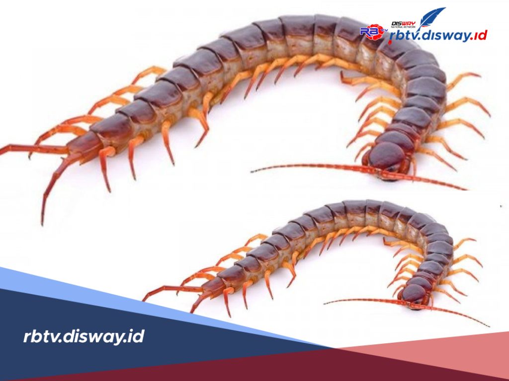 4 Mitos Kelabang Masuk Rumah, Salah Satunya Pertanda Datangnya Santet