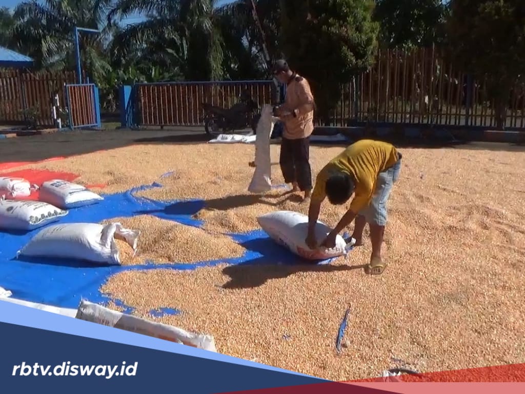 Bulog Bengkulu Utara Siap Tampung 50 Ton Jagung, Harga Beli Rp 5.500 per Kilogram