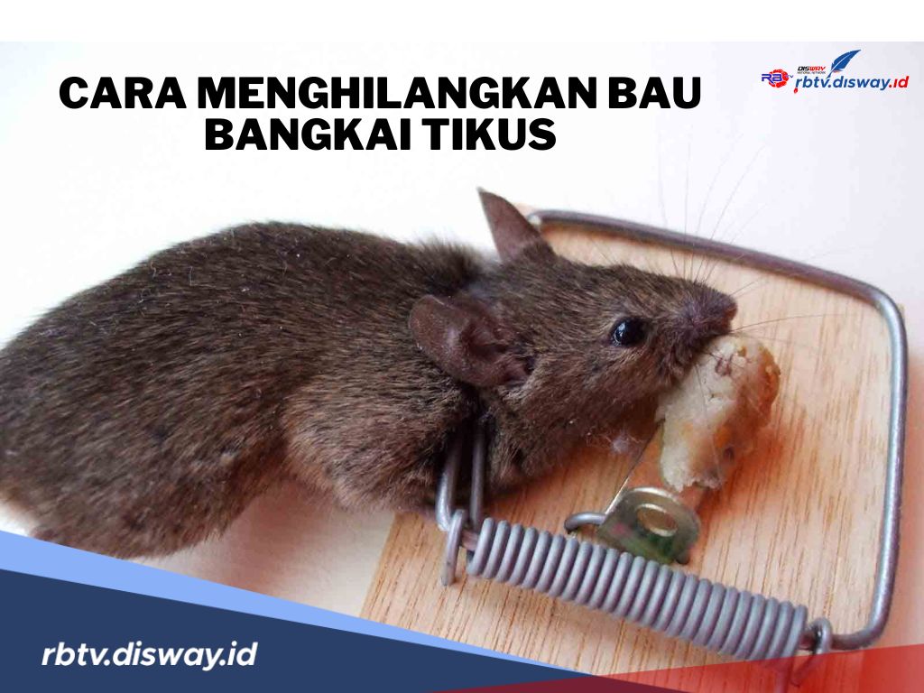 6 Cara Jitu dan Ampuh Menghilangkan Bau Bangkai Tikus, Sekaligus Mengusir Tikus dari Rumah