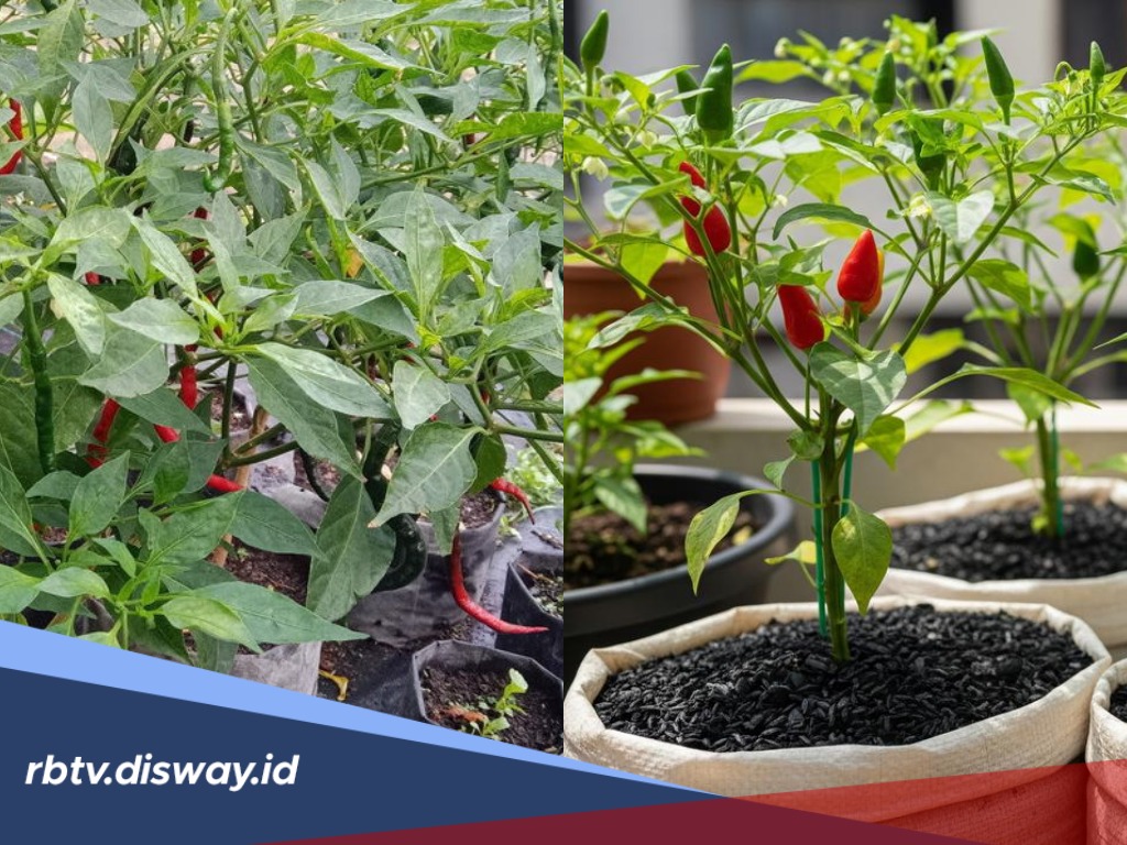 6 Tips Menanam Cabai di Polybag agar Berbuah Lebat untuk Pemula