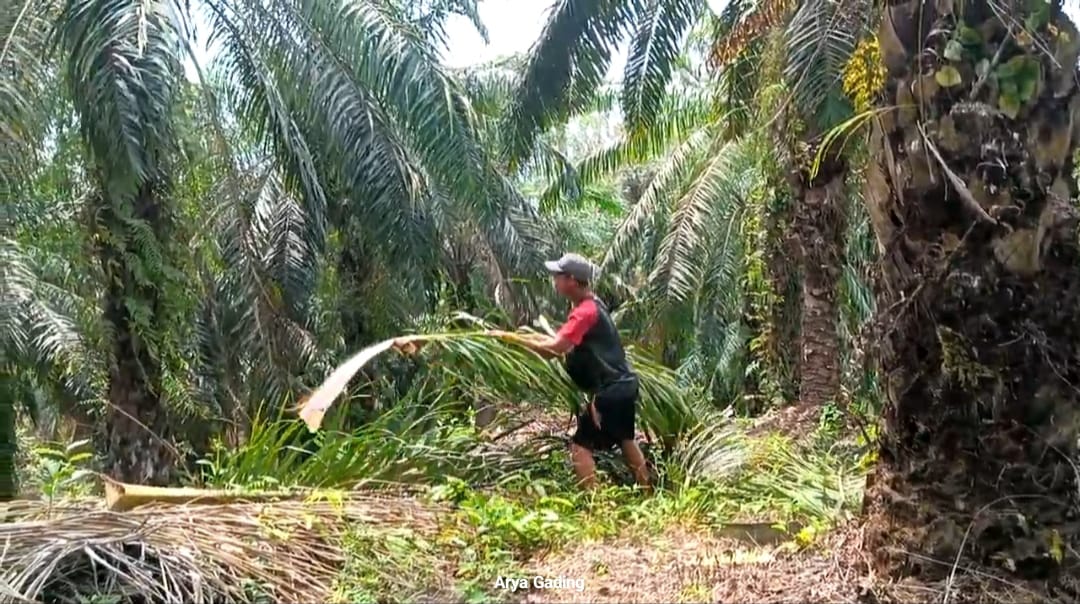 Kabar Bahagia Bagi Petani Sawit di Seluma, Dana Peremajaan Sawit Rakyat Naik 100 Persen