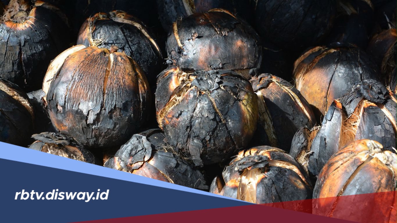 Pernah Coba Mencicipi Kelapa Bakar? Selain Nikmat Ternyata Ini Manfaatnya