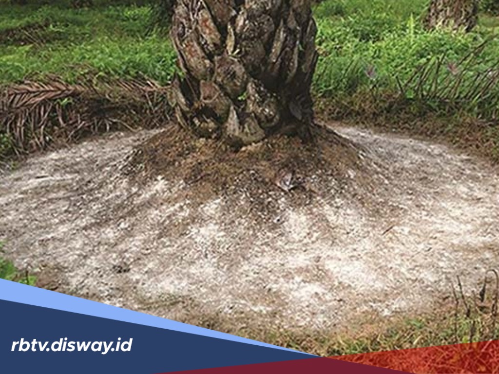 Urutan dan Takaran Pemupukan Tanaman Kelapa Sawit Menurut Ahli