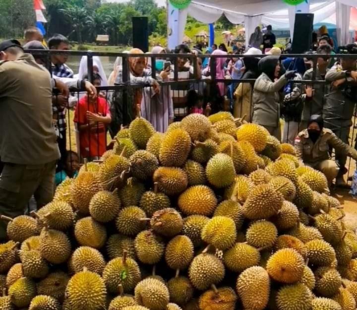 Ini Penyebab dan Alasan Festival Durian 2024 di Bengkulu Tengah Ditiadakan