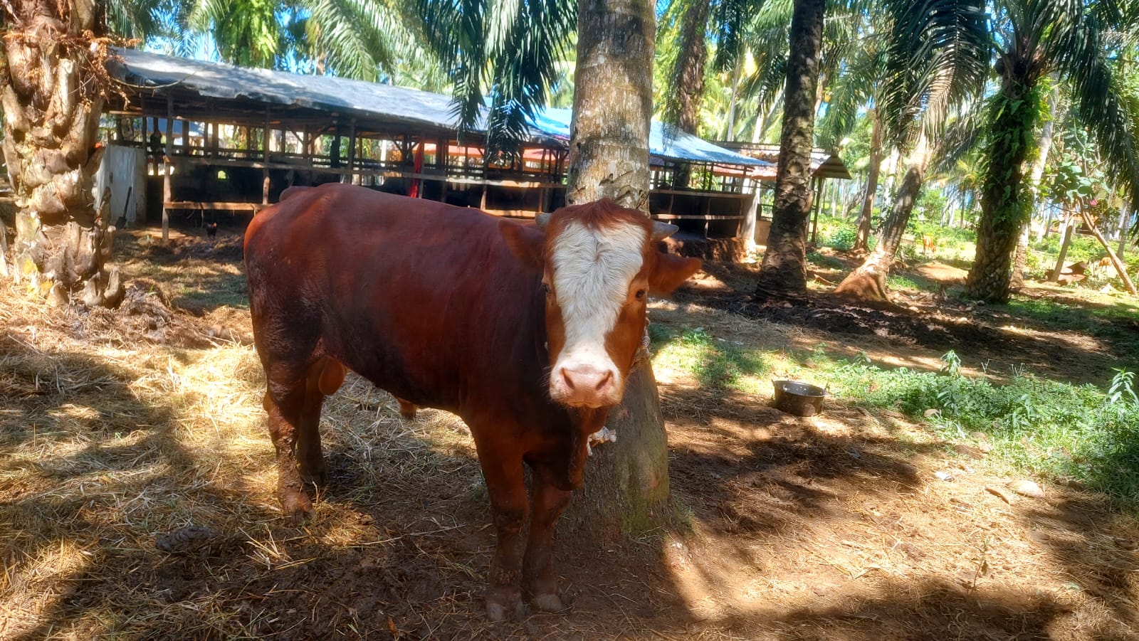 Sapi Kurban dari Wapres RI Seberat 800 Kilogram dari Bengkulu Tengah akan Dibagikan di Sini
