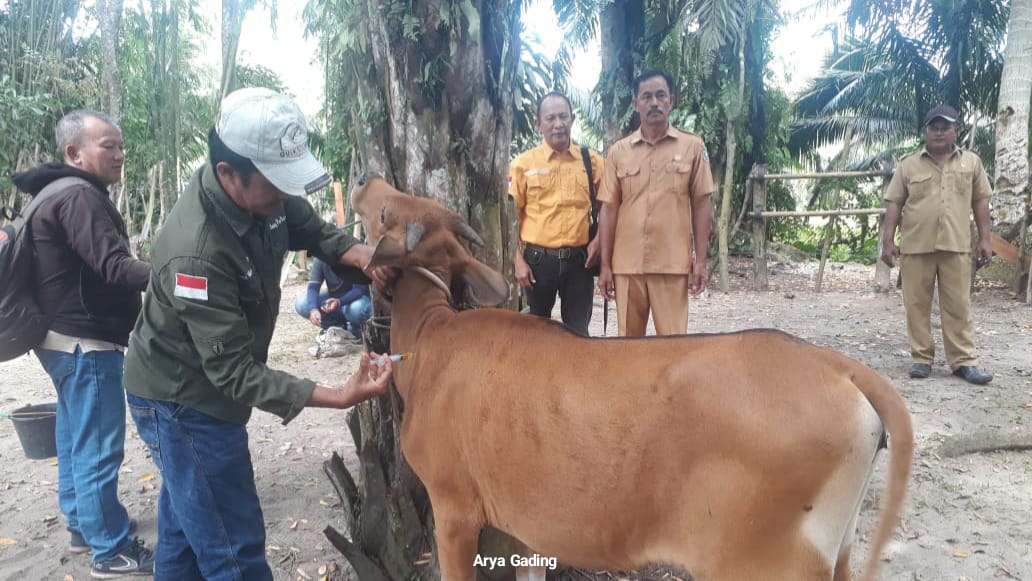 Sudah 5 Ekor Sapi di Desa Pasar Talo Mati Mendadak, Saat Dicek Ini Kata Distan Seluma