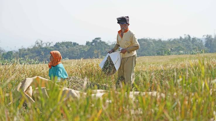 Sudah Sah Jadi Mitra Statistik BPS, Apakah Terlibat Dalam Sensus Pertanian? 