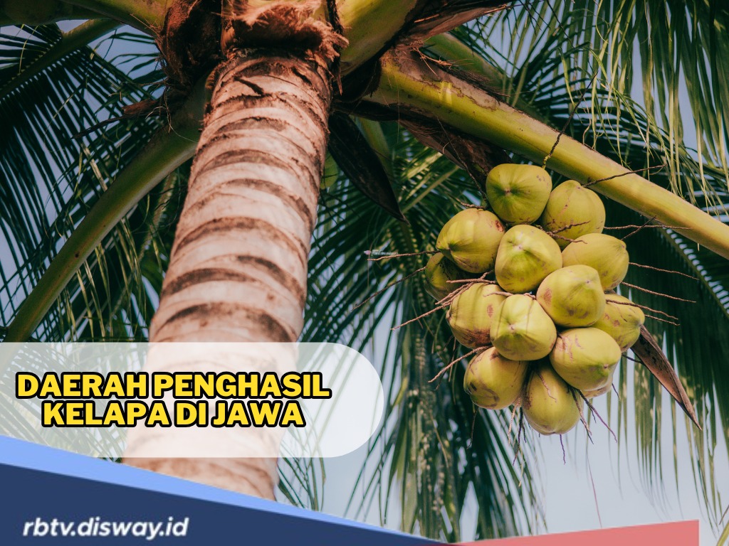 Pulau Jawa Kaya, Ini Daerah Penghasil Kelapa di Jawa