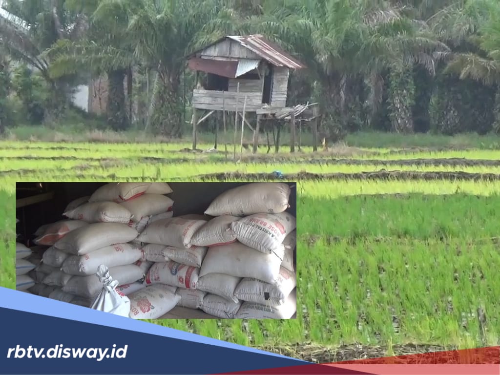 Serapan Gabah Petani Bengkulu, dari 1,024 Ton Target, Bulog Sudah Serap 75 Persen 