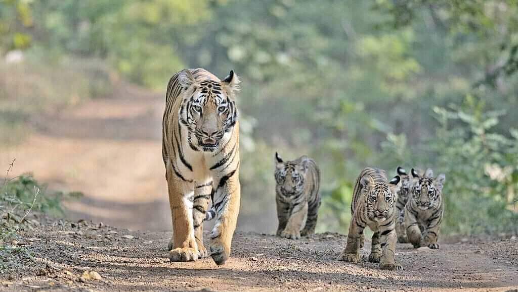 Teror Harimau Sumatera di Bengkulu Utara, 2 Ekor Sapi dan Anjing Dimangsa