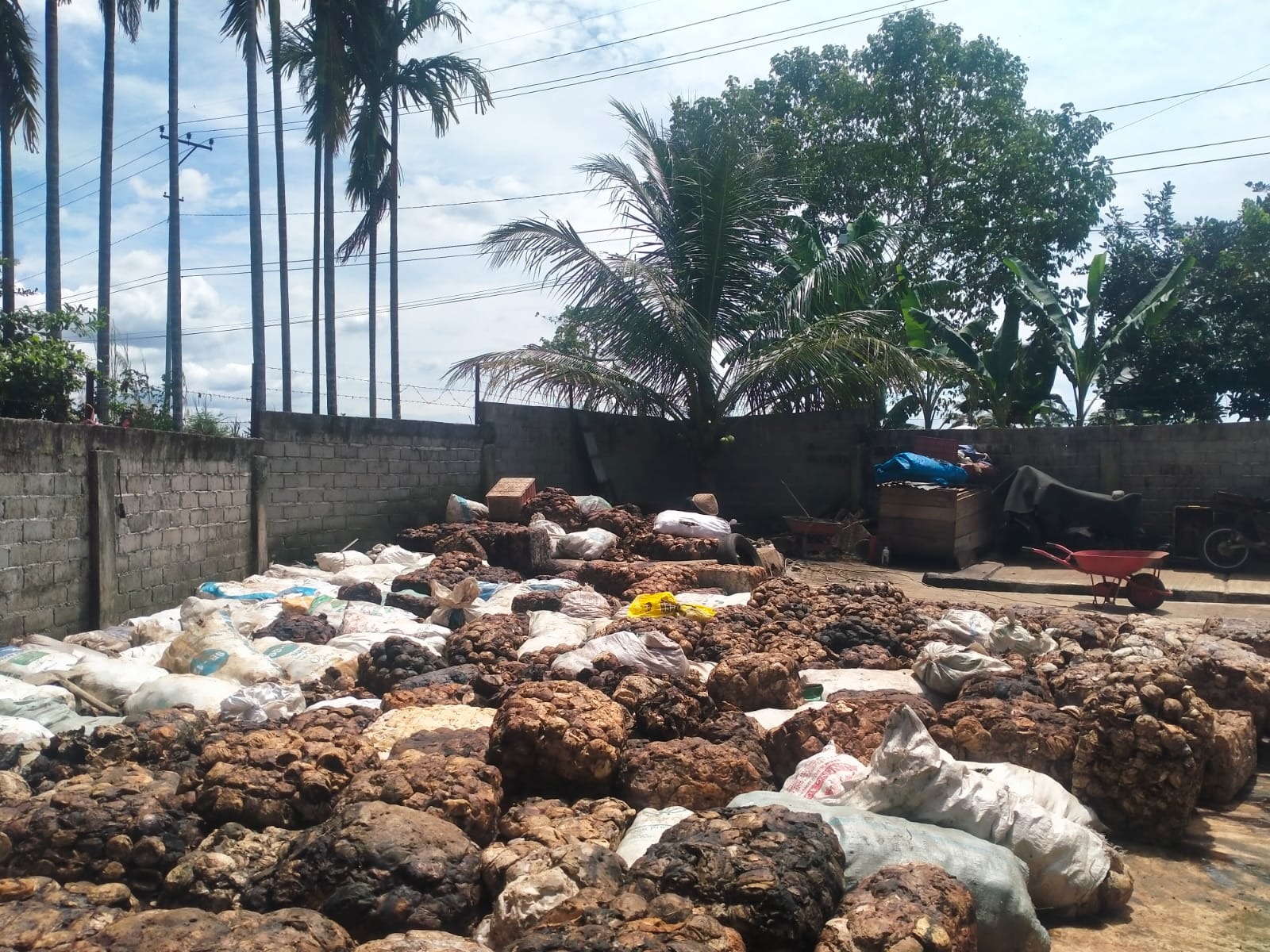 Awal Tahun, Harga Jual Getah Karet di Bengkulu Utara Rp 10.500/Kg