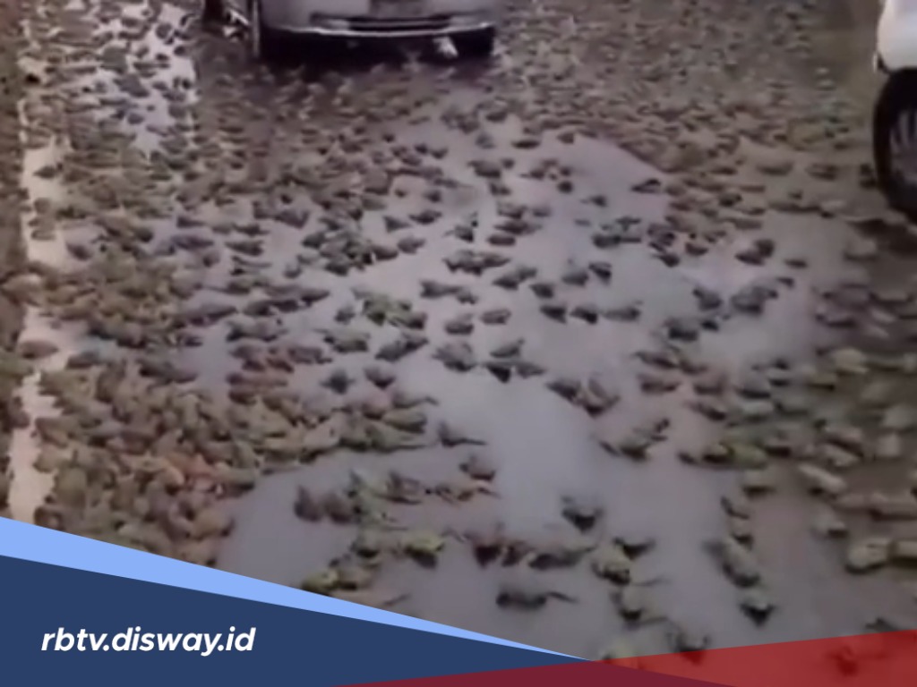 Hujan Katak Turun dari Langit Brazil Menakjubkan Tapi Mistis, Benarkah?