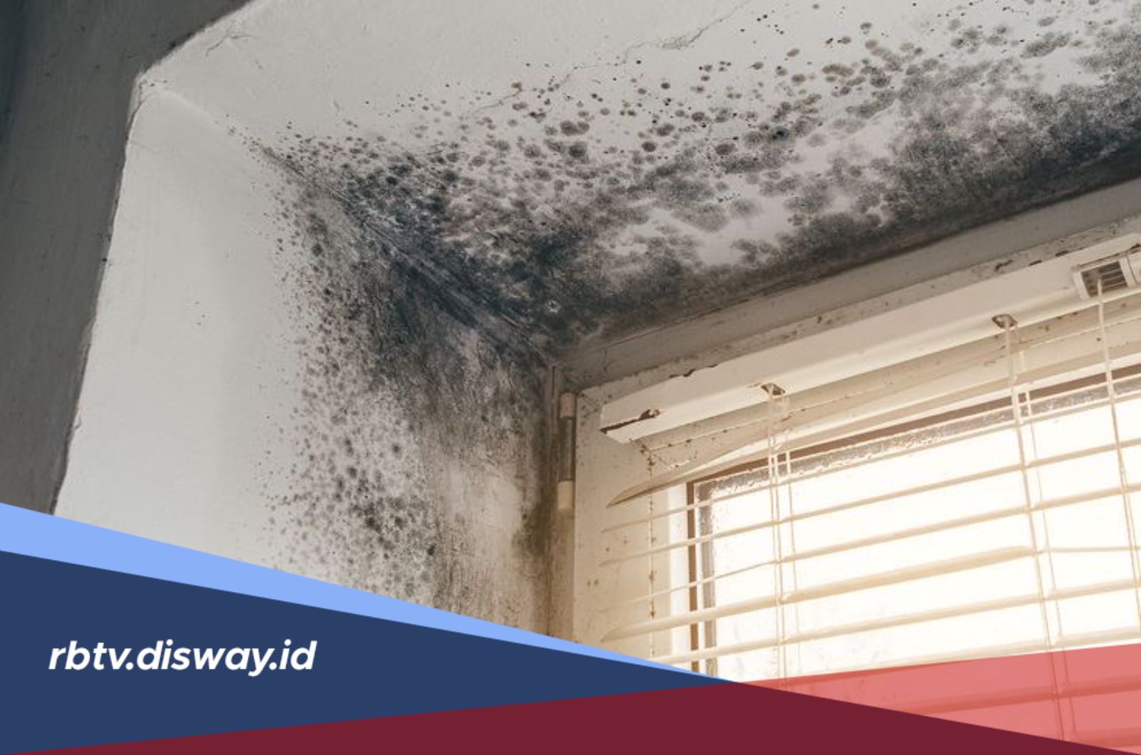 Cara Membersihkan Rumah saat Musim Hujan agar Bebas Jamur