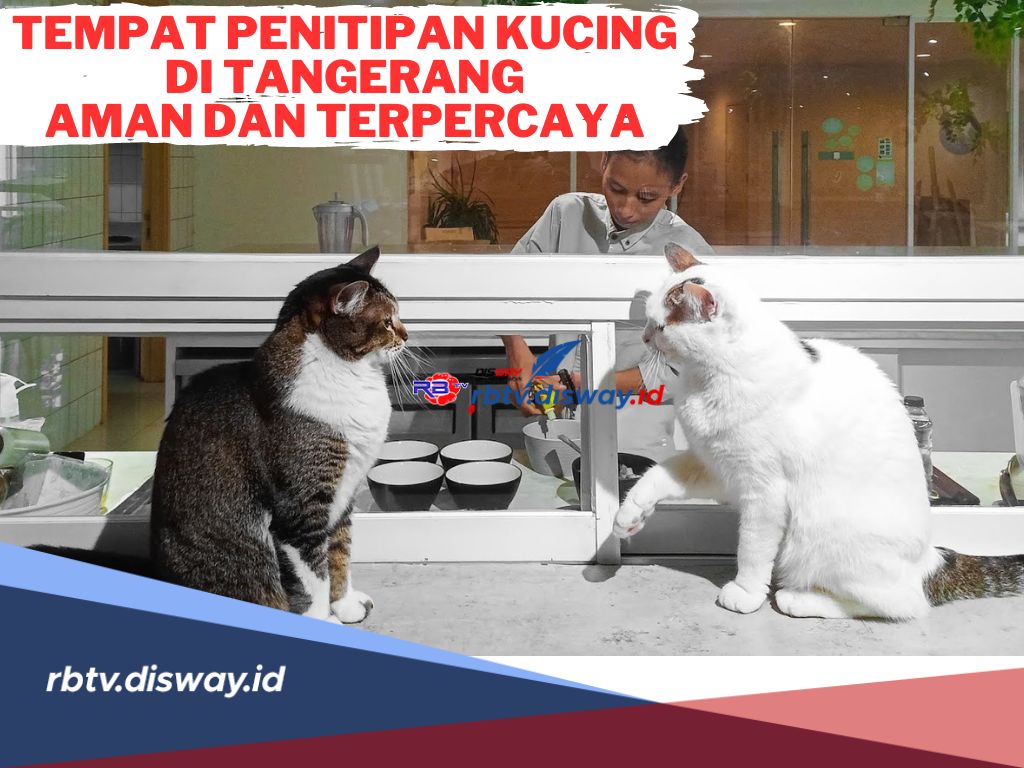 Aman dan Terpercaya! Ini Tempat Penitipan Kucing di Tangerang, Biayanya Terjangkau