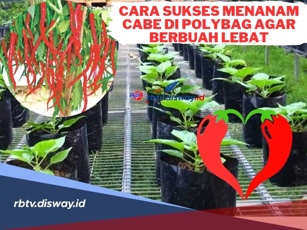 Lebih Fleksibel, Begini Cara Sukses Menanam Cabe di Polybag agar Berbuah Lebat