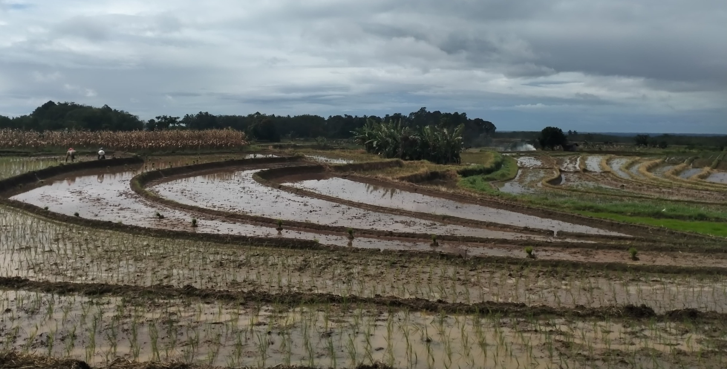 Bengkulu Utara Dapat Program Cetak Sawah dari Kementan 1.050 Hektare, di Sini Lokasinya