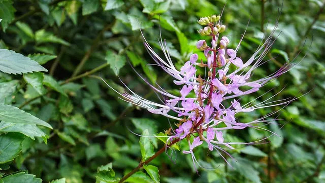 6 Manfaat Daun Kumis Kucing, Bisa Mengatasi Batu Ginjal dan Menurunkan Darah Tinggi