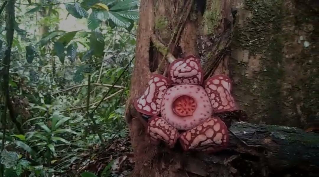 Bunga Rafflesia Langka Jenis Hasseltii Suringar Mekar Sempurna di Kecamatan Kota Padang Rejang Lebong