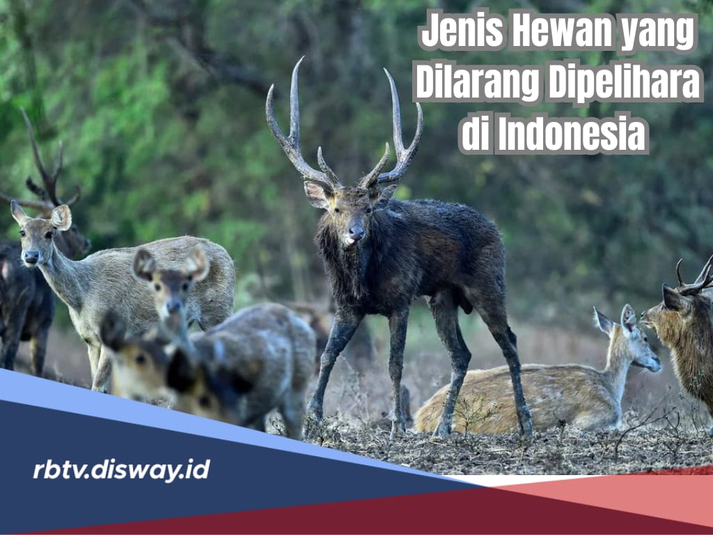 Daftar 134 Jenis Hewan yang Dilarang Dipelihara di Indonesia