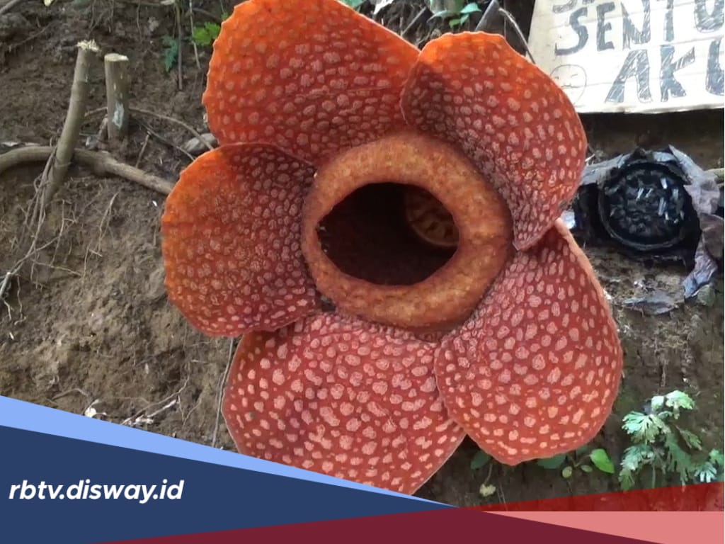 Rafflesia Kemumu Ensis Diprediksi Tidak Tumbuh hingga 6 Bulan ke Depan, Ini Kata Pokdarwis