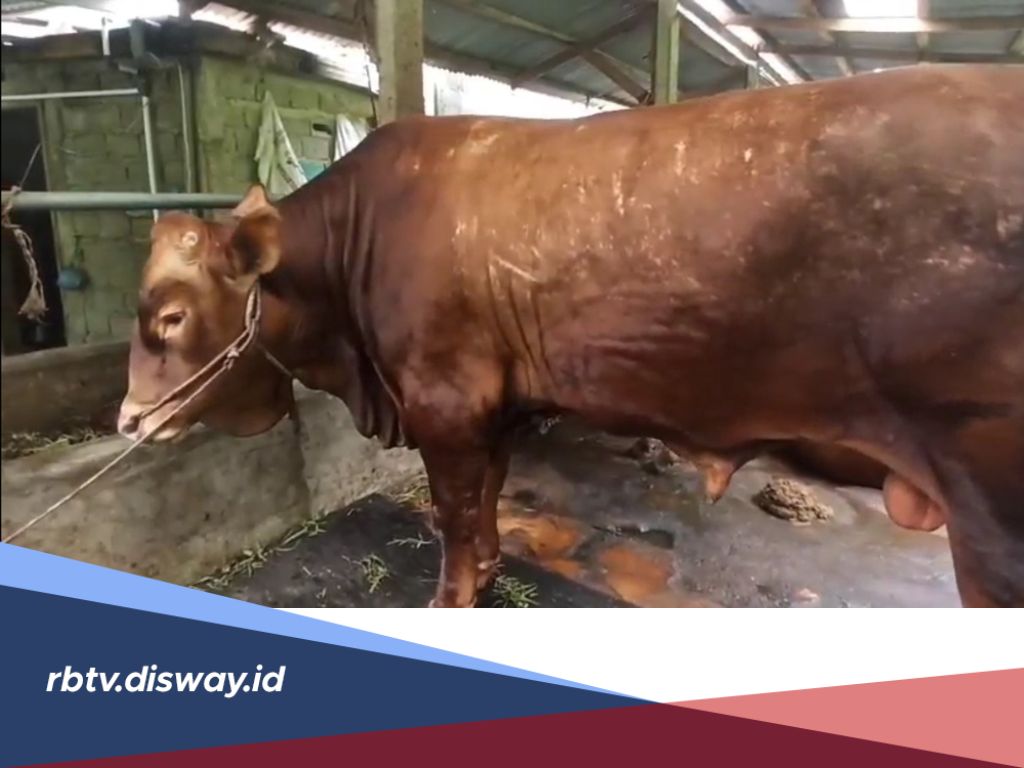 Sapi Kurban Presiden Prabowo di Bengkulu Utara: Bobot 941 Kilogram, Harga Rp 90 Juta