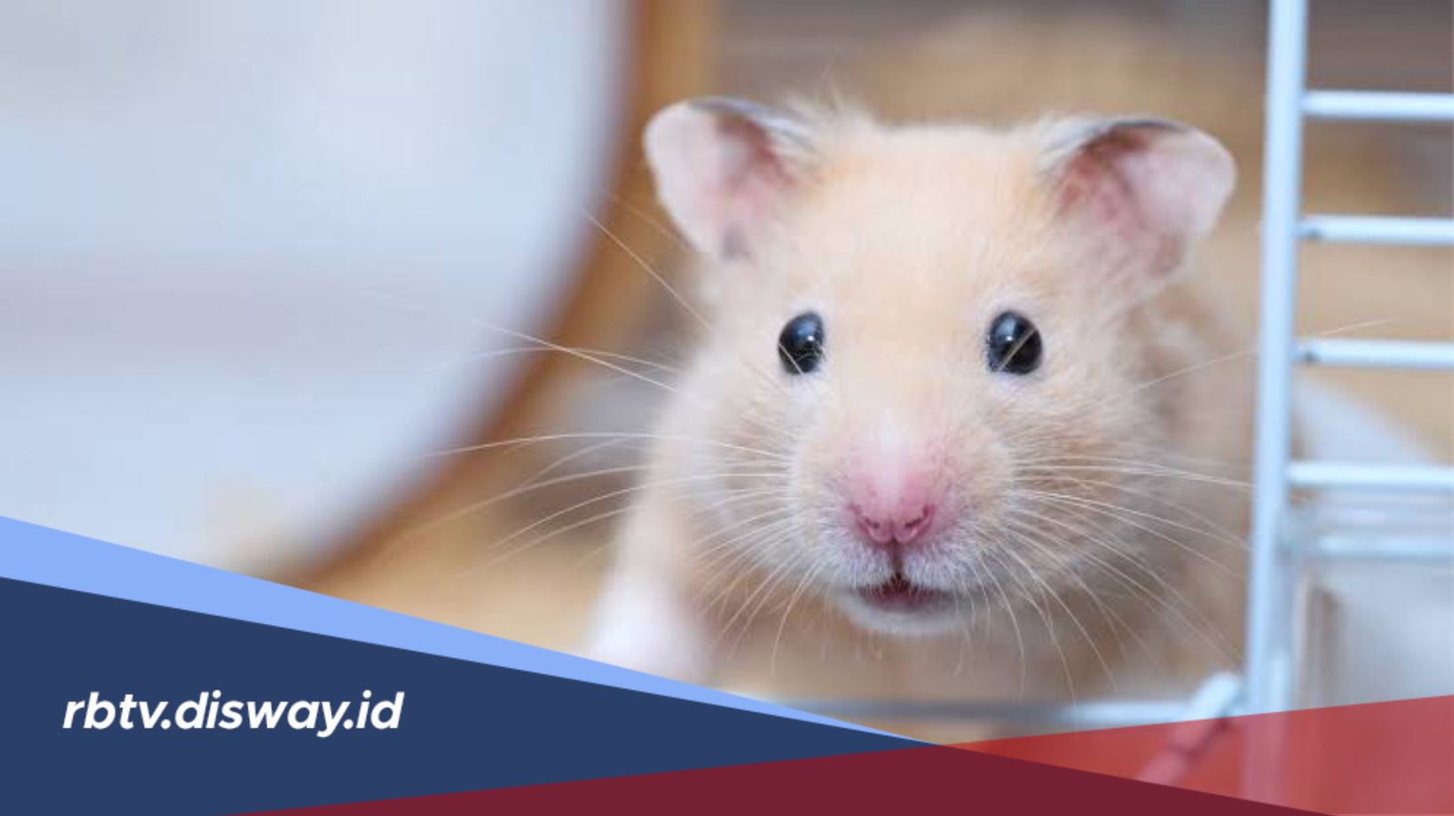 Cara Merawat Hamster Agar Berumur Panjang Hingga 3 Tahun