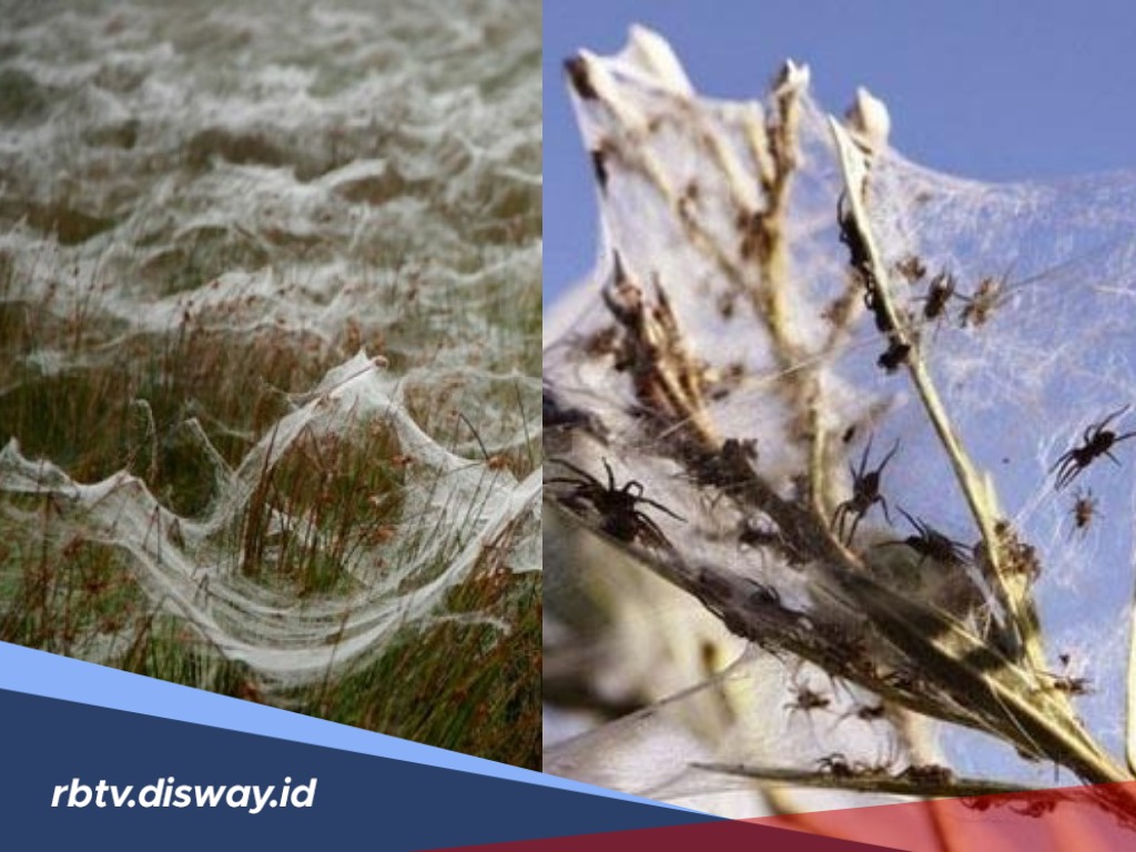 2 Orang  Pendaki jadi Saksi Fenomena Unik Spider Rain di Argentina