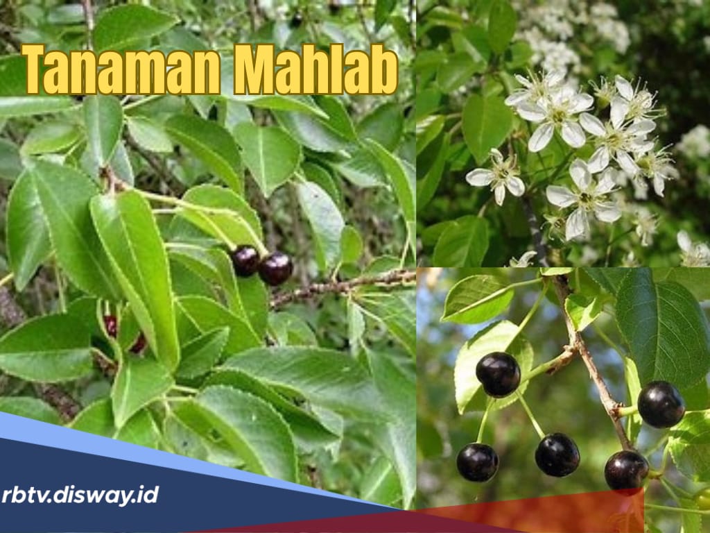 Mau Jadi Petani Kaya? Coba Tanam Mahlab, Harganya Bisa Sampai Rp 1,3 Juta per Kilogram