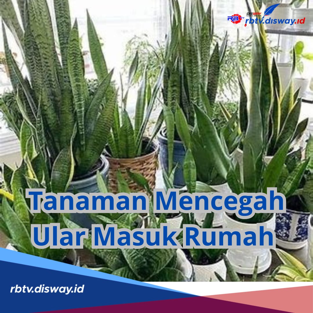 Tidak Disukai Ular, Ternyata 5 Tanaman Ini Ampuh Mencegah Ular Masuk ke Rumah