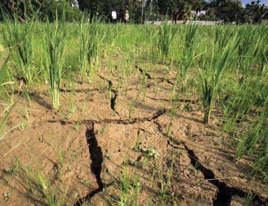 Dampak Parah El Nino, Luas Panen Padi dan Produksi Beras Susut, Bengkulu Ratusan Hektare Sawah Kering
