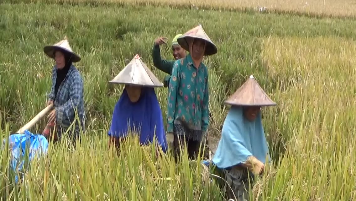 Serapan Pupuk Subsidi Rendah, DPRD Lebong Minta Maksimalkan Pengolahan Lahan Sawah