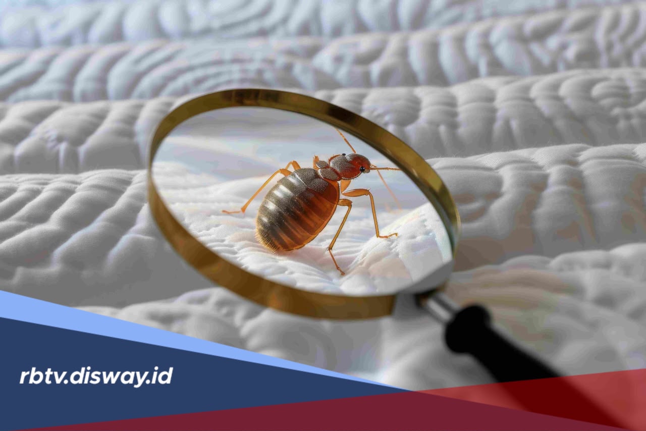 Kasur Kutuan? Kenali Ciri-Ciri dan Cara Membasminya Sampai Tuntas