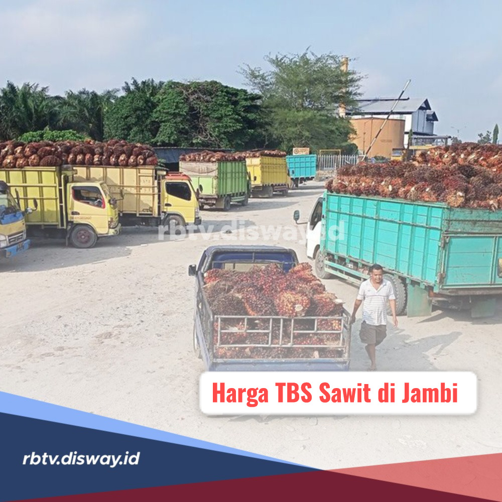 Harga TBS Sawit di Jambi Hari Ini 14 November 2024 Masih Menguat, Ini Rincian Harganya