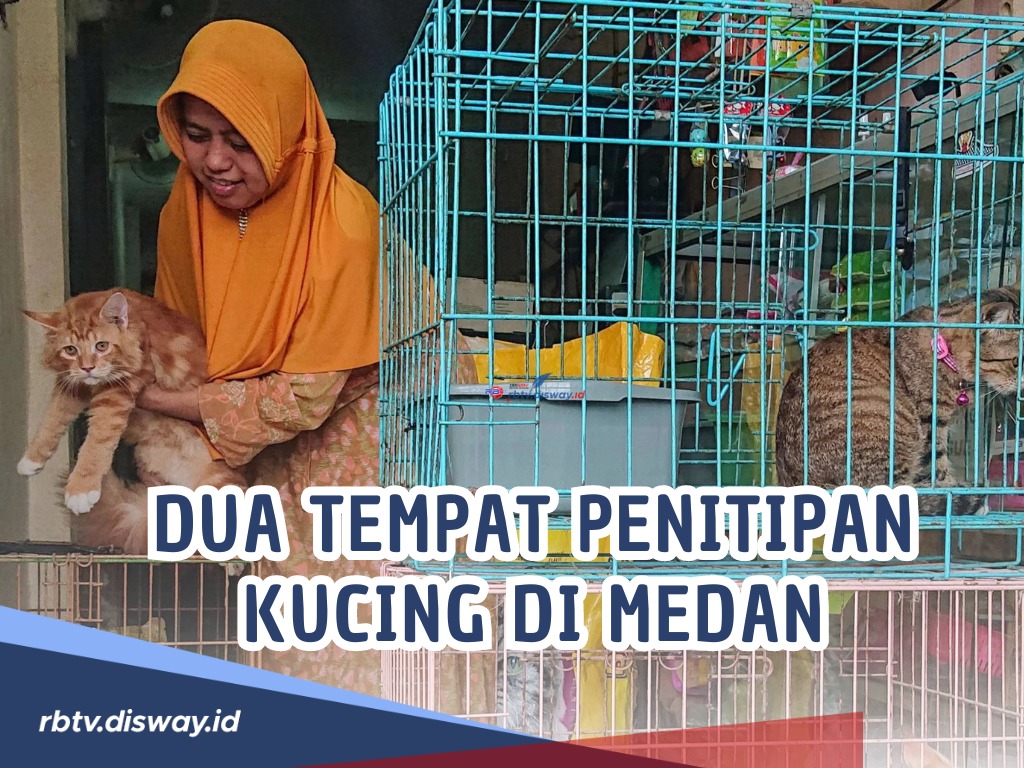 Rekomendasi Dua Tempat Penitipan Kucing di Medan dengan Penangan Baik dan Profesional